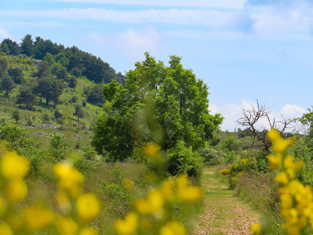 Meadow path with trees and yellow flowers